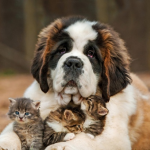 Large dog with cute cats